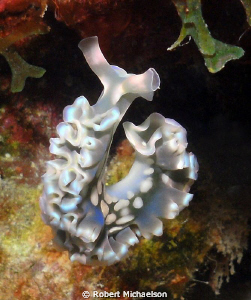 This lettuce slug was moving to another patch of coral. S... by Robert Michaelson 